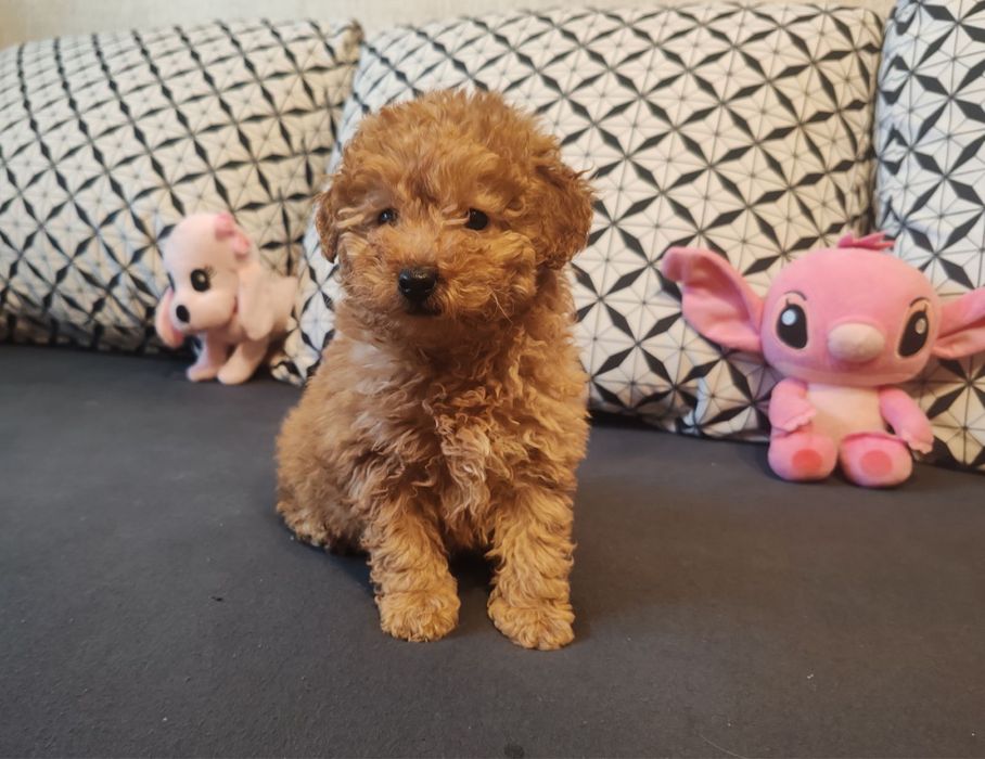 Малтипу  -  женско