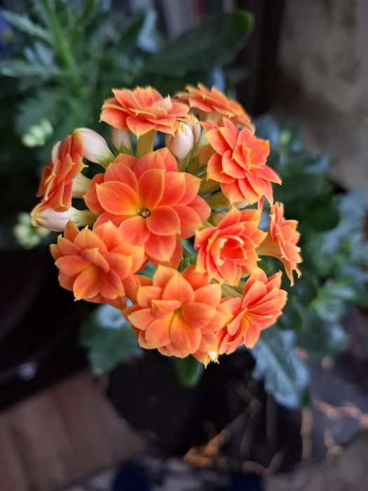 коланхое, Герань, бегония с доставкой