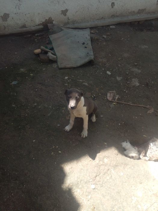 Питбуль сотилади.