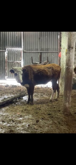 Телочки полторашки