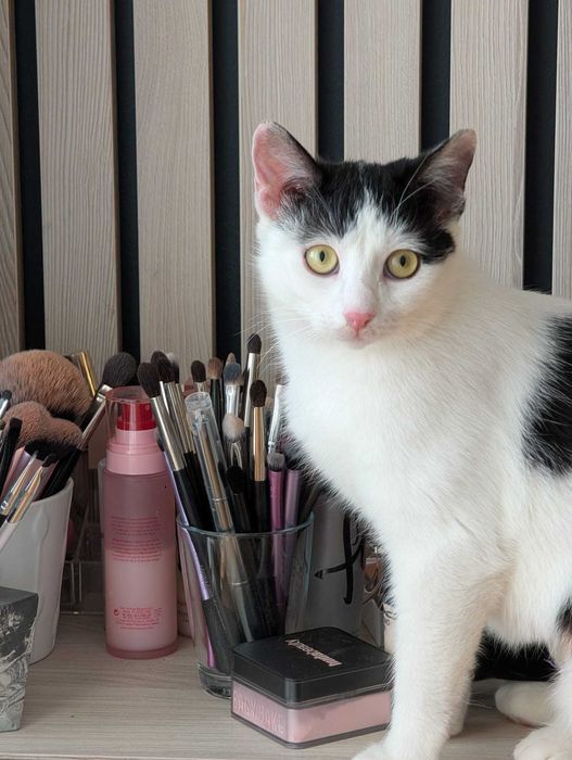 Adopție pisici Bucuresti: Rosie & Suri, surori iubitoare si sociabile!