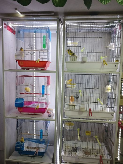 Продаётся канарейки овсяночного напева