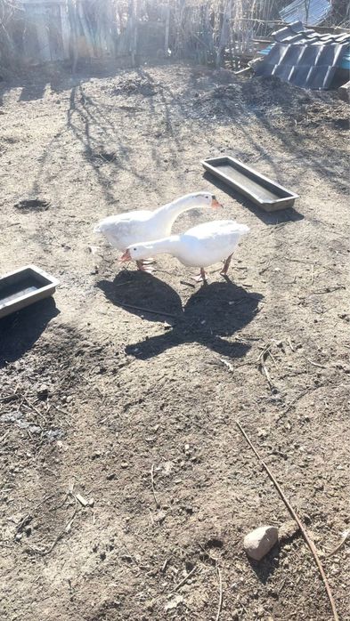 Продам гуся и гусыню!