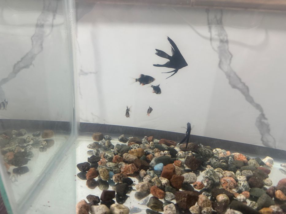 Продам аквариум с 6 рыбками