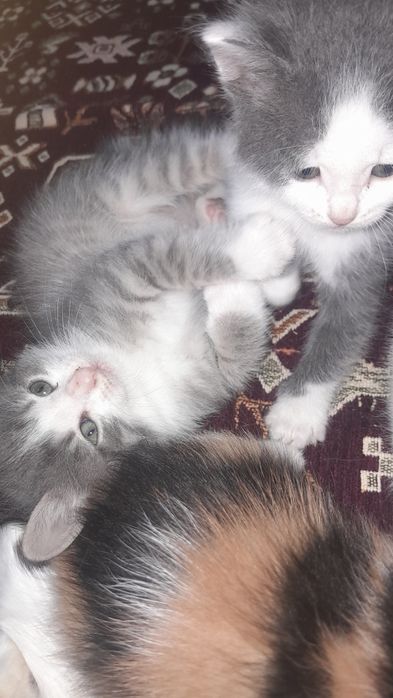 Котята бесплатно/ Марғаулар тегін