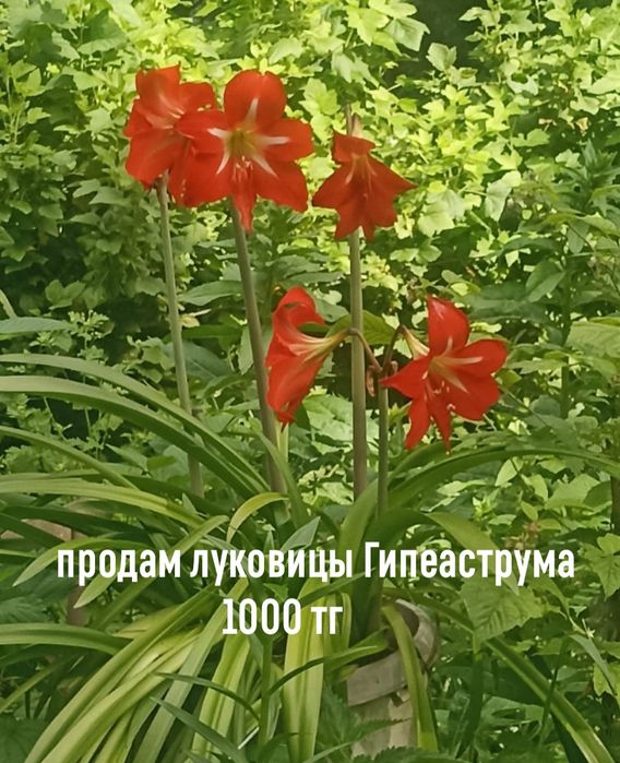 Комнатные цветы: Монстера, пеларгония( герань), гипеаструм