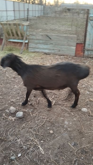 Продам кошкар молодой