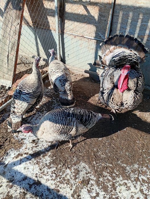 Curcani Narragansett American