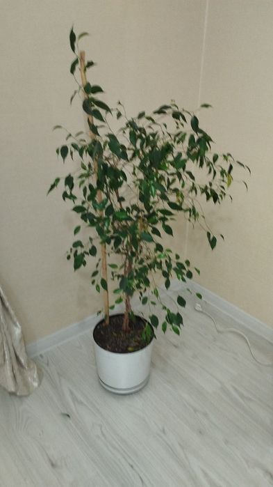 Продам комнатные цветы