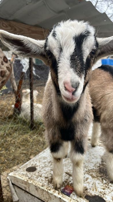 Козлята альпо/англонубийские