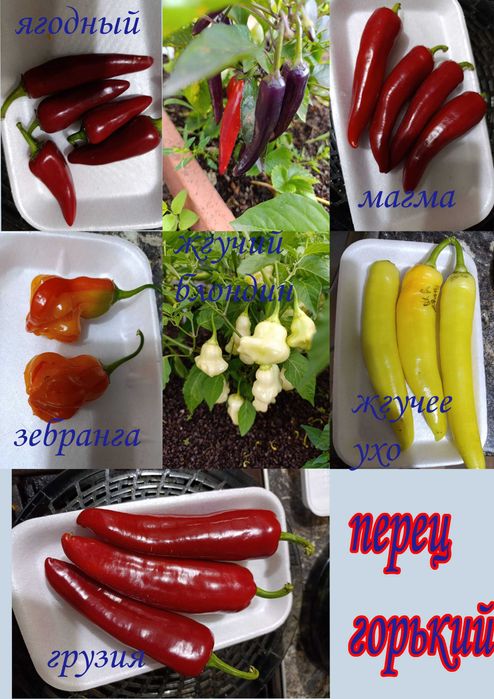 продам емена томатов и перцев