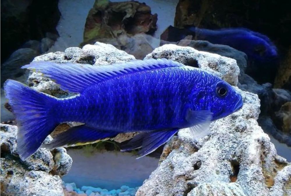 Хаплохромис васильковый айсберг