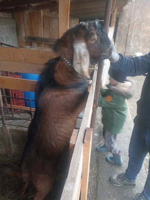 Disponibil iezi metis sannem și anglonubian