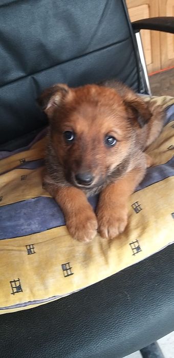 Doneze o fetiță de Ciobănesc Malinois