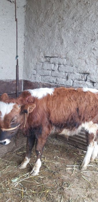 Qishloq xoʻjaligi mollari