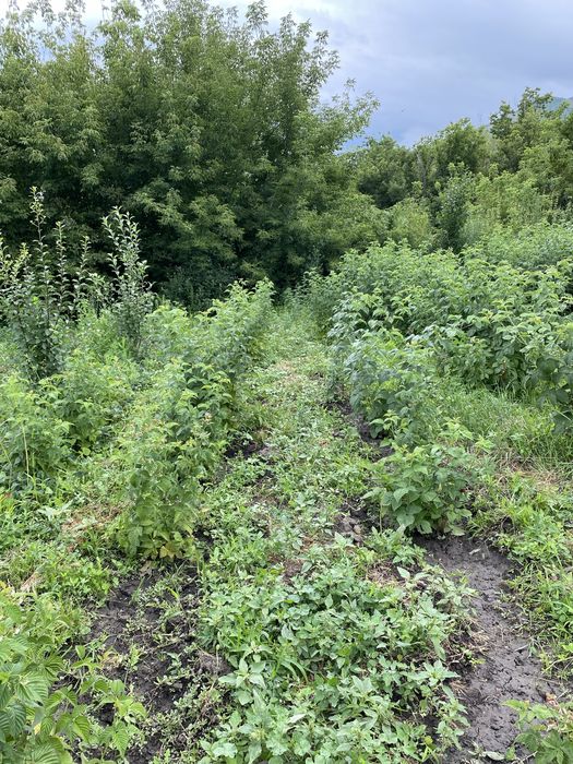 Продам дом с большим участком