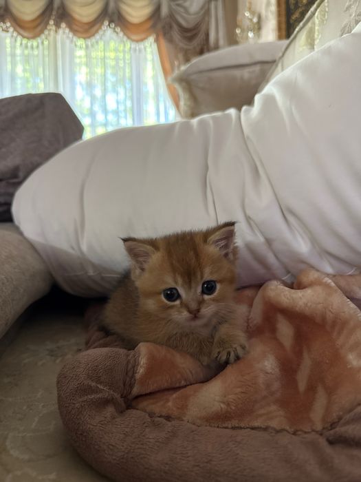 Котенки породы манчкин