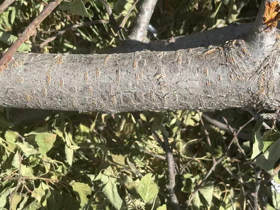 Отдам на дрова слива , черешня