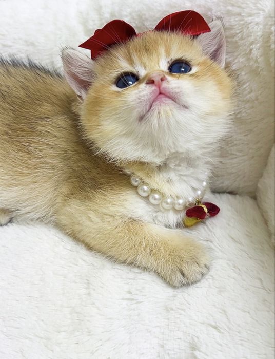 Золотая шиншилла ва поинт