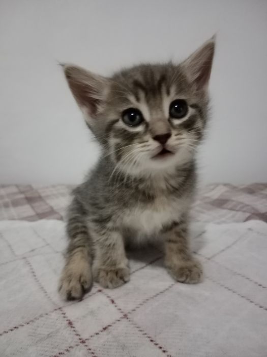 Отдам котят даром