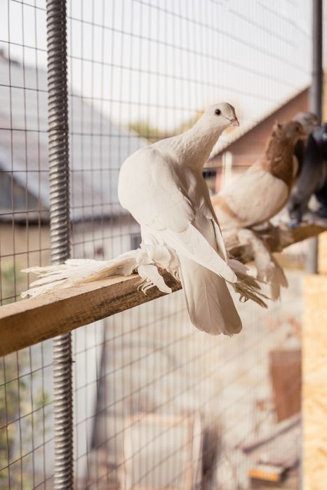 Голуби     продажа