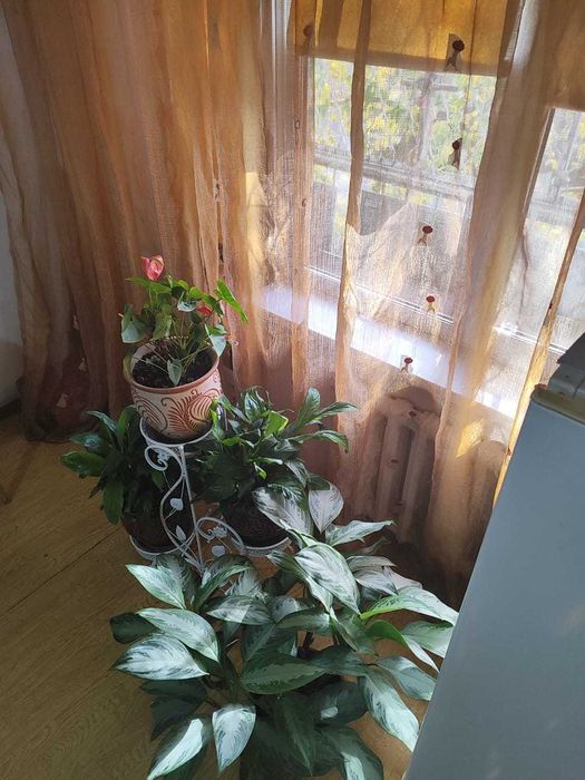 Продаю комнатные цветы