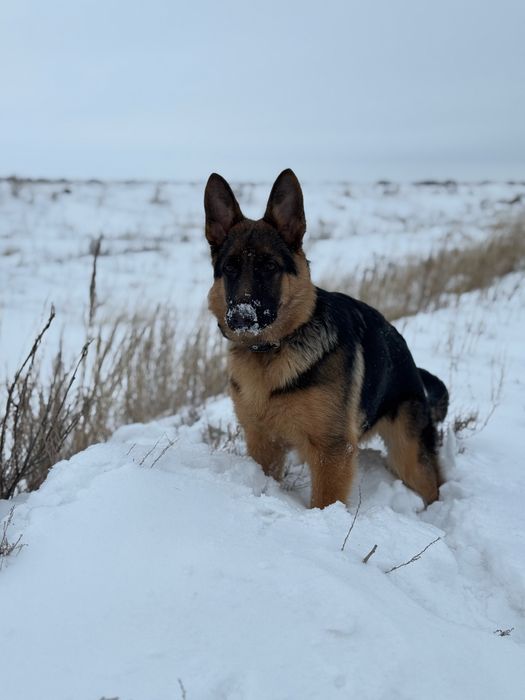 Продам немецкую овчарку