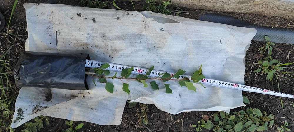 Тополь пирамидальный