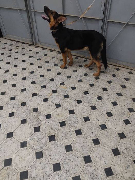 Nemiski apcharka sotiladi