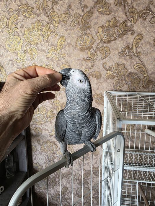 Продаётся Попугай Жако.