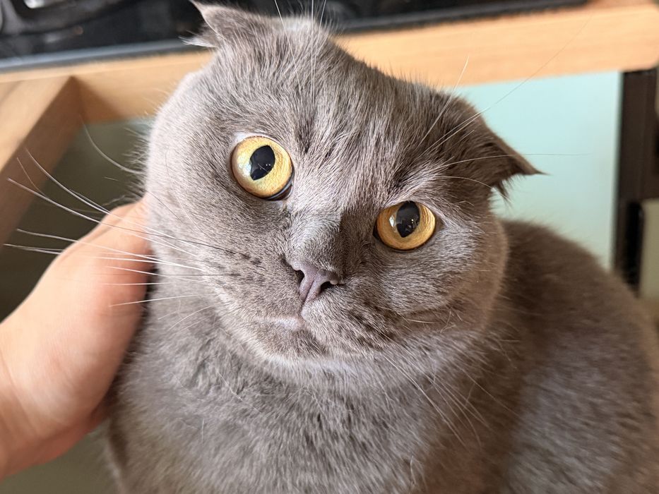 Продам кота срочно!!!