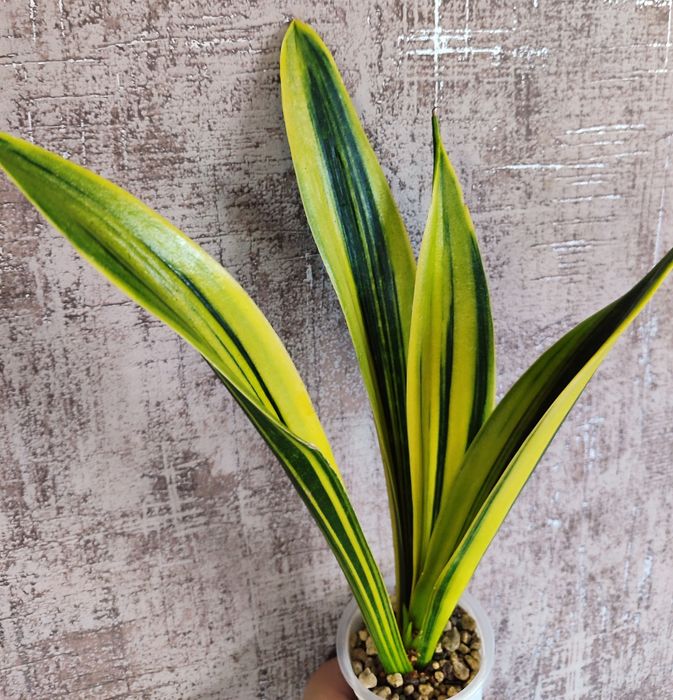 Сансивьерия Gold Flame