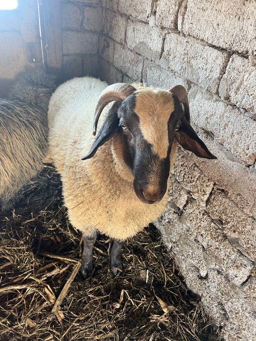 Berbec carabas sarbesc