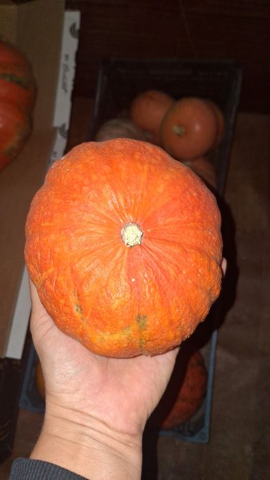 Продам домашние тыквы свежие .