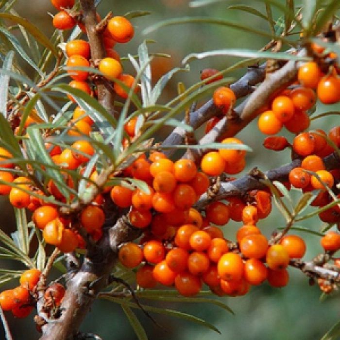 Arbuști Fructiferi  CATINA MASCUL