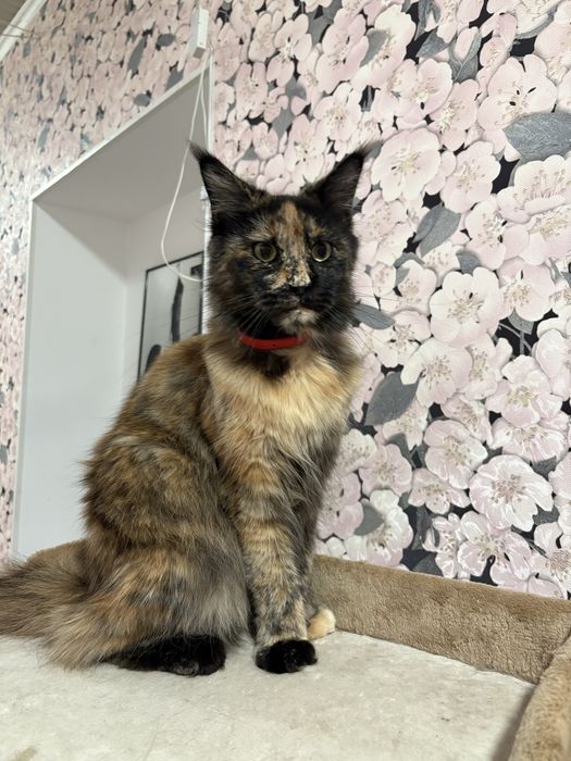 Мюмаин-кун девочка