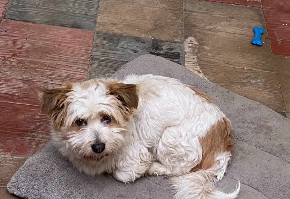 Donez pui de câine vârstă 1 an și 3 luni.
Pentru mai multe detalii as