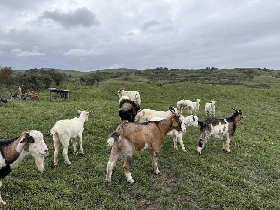 Capre si țapi de vanzare