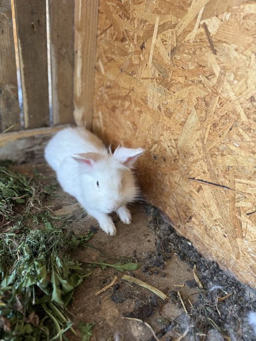 Iepurasi/ iepuri Cap de leu