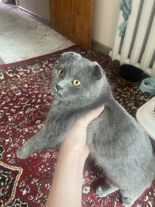 Скотиш фолд 1 йошар