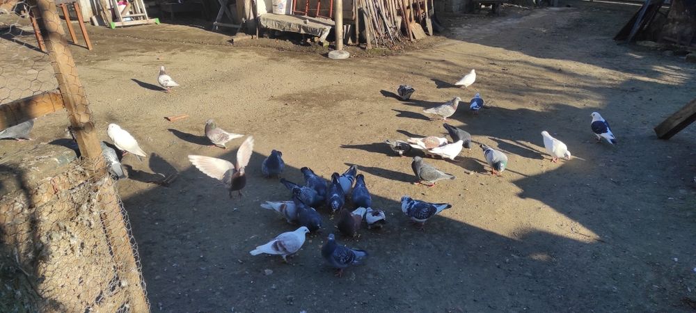 Vand porumbei  toti sunt inelati si cu bricoane