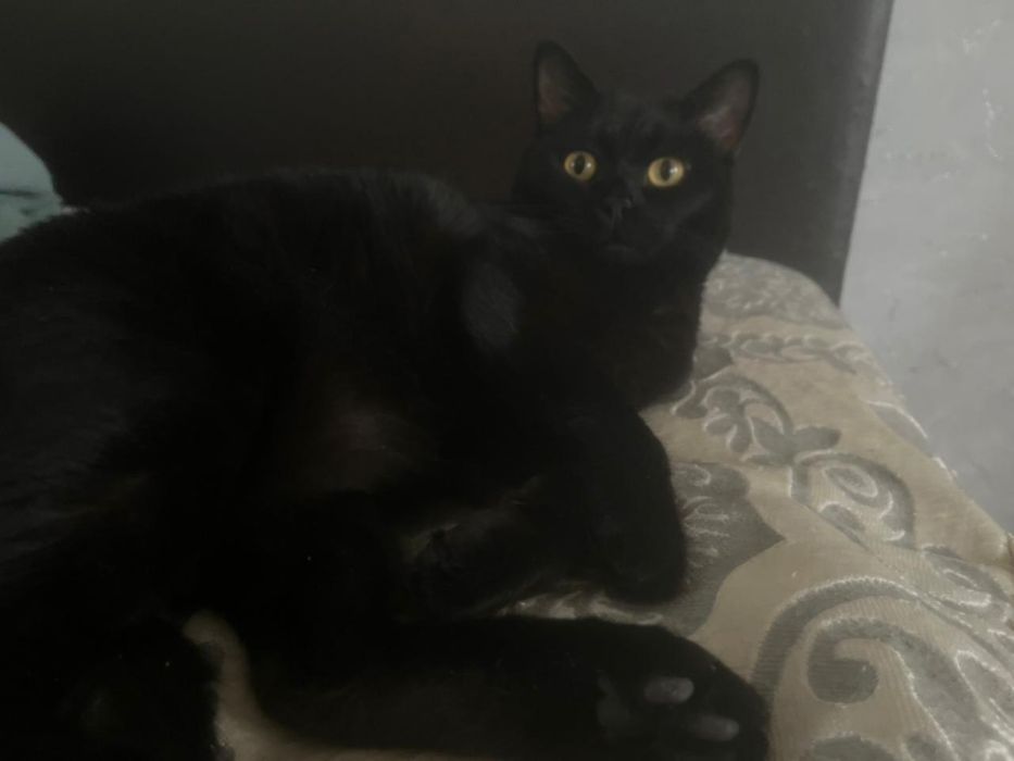 Отдам двух котов