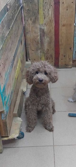 мини пудел-мъжко кученце