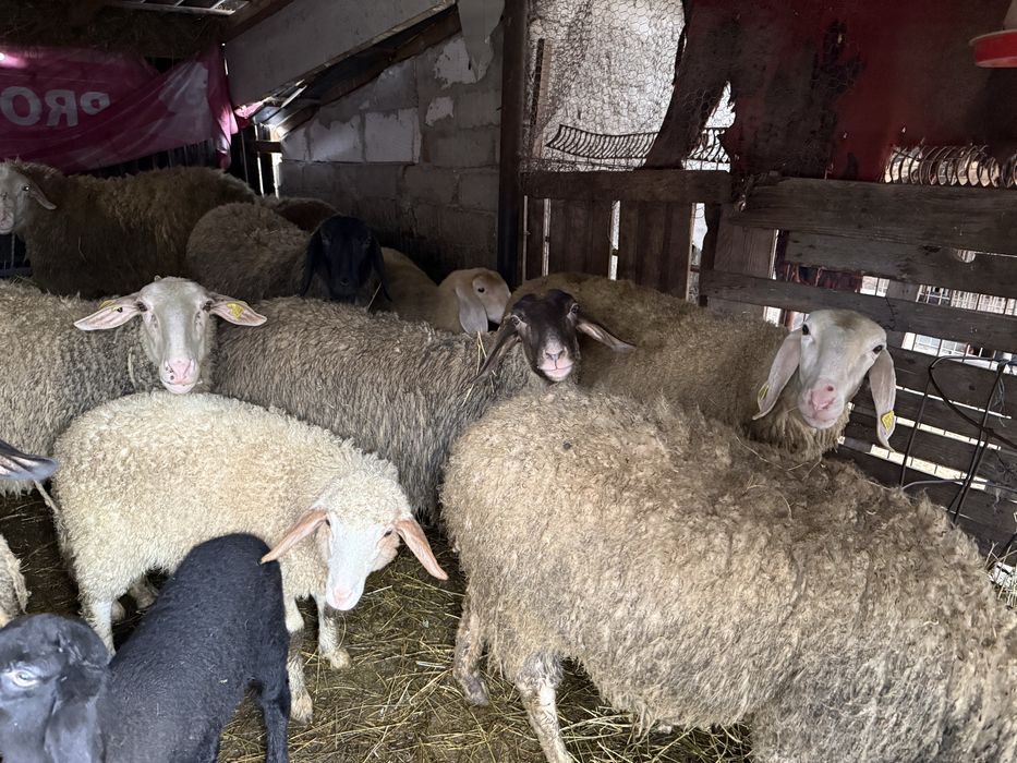 Vand oi Carabase si Awassi