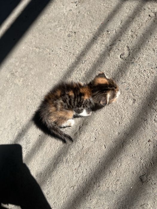 Отдам в хорошие руки