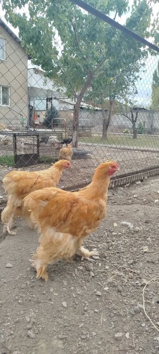 Продам семью палевого кохинхина