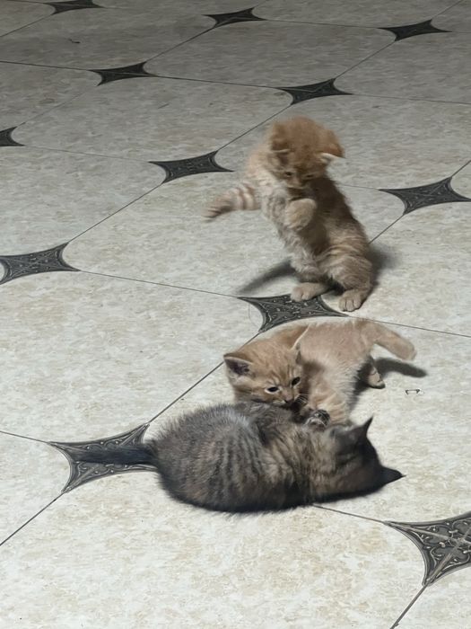 Отдам котят в хорошие руки