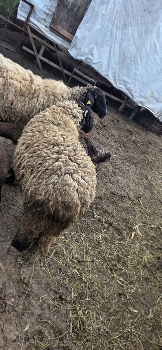 Berbec de rasa carabas
