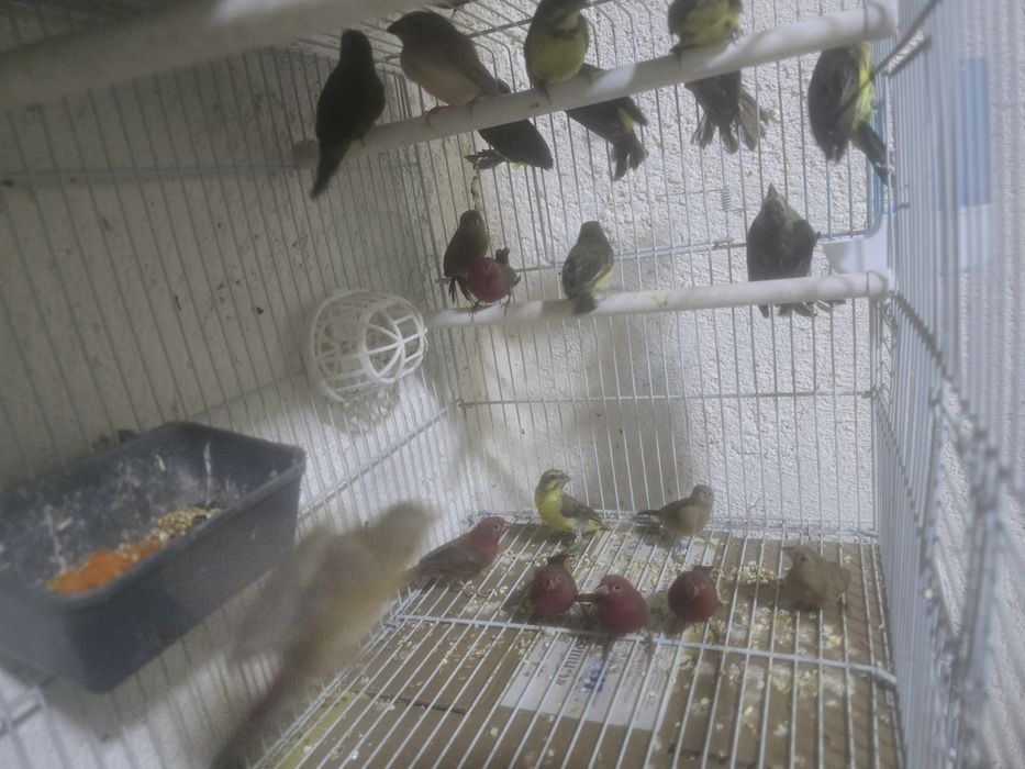 Амадины астриьлды