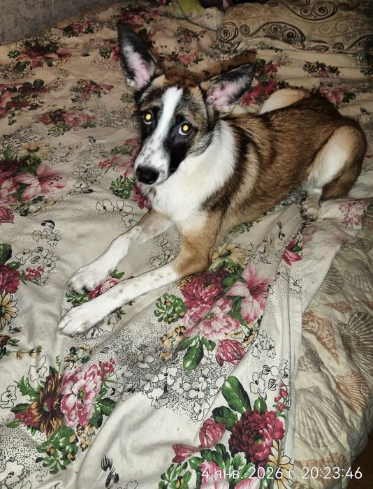 Красивая девочка в поисках дома